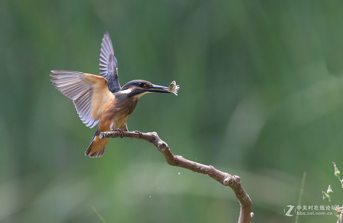 ----------新拍的翠鸟----------
