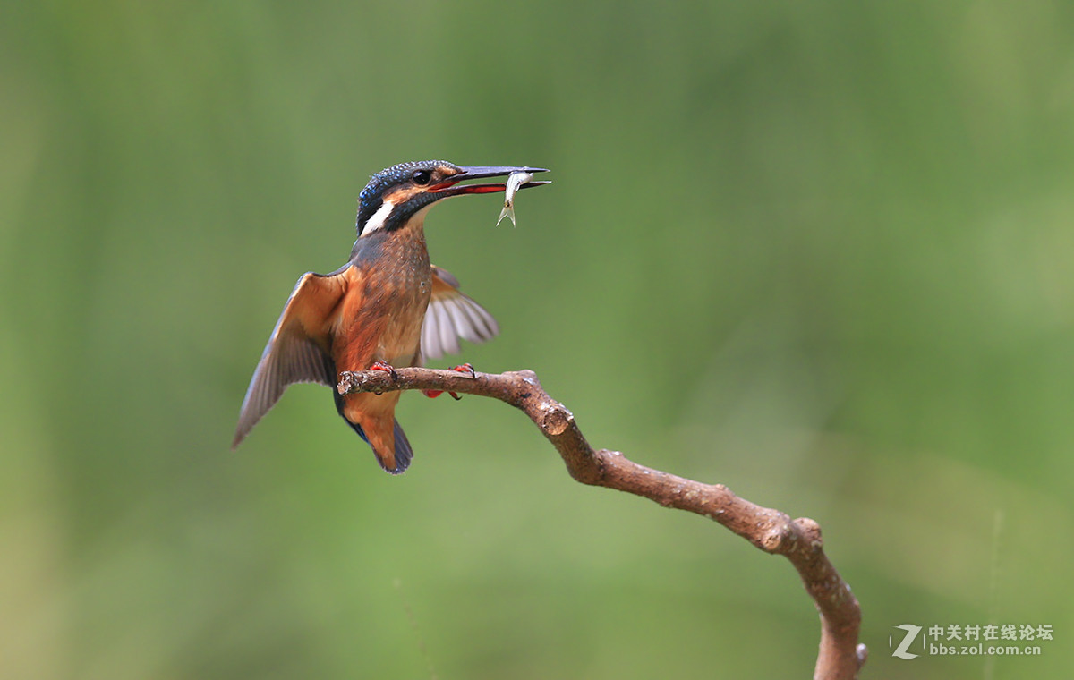 ----------新拍的翠鸟----------