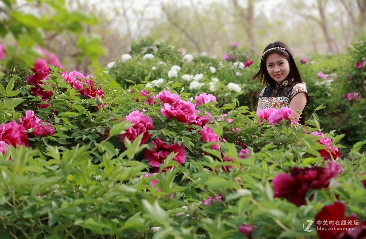 模特与牡丹（三）  祁连山歌