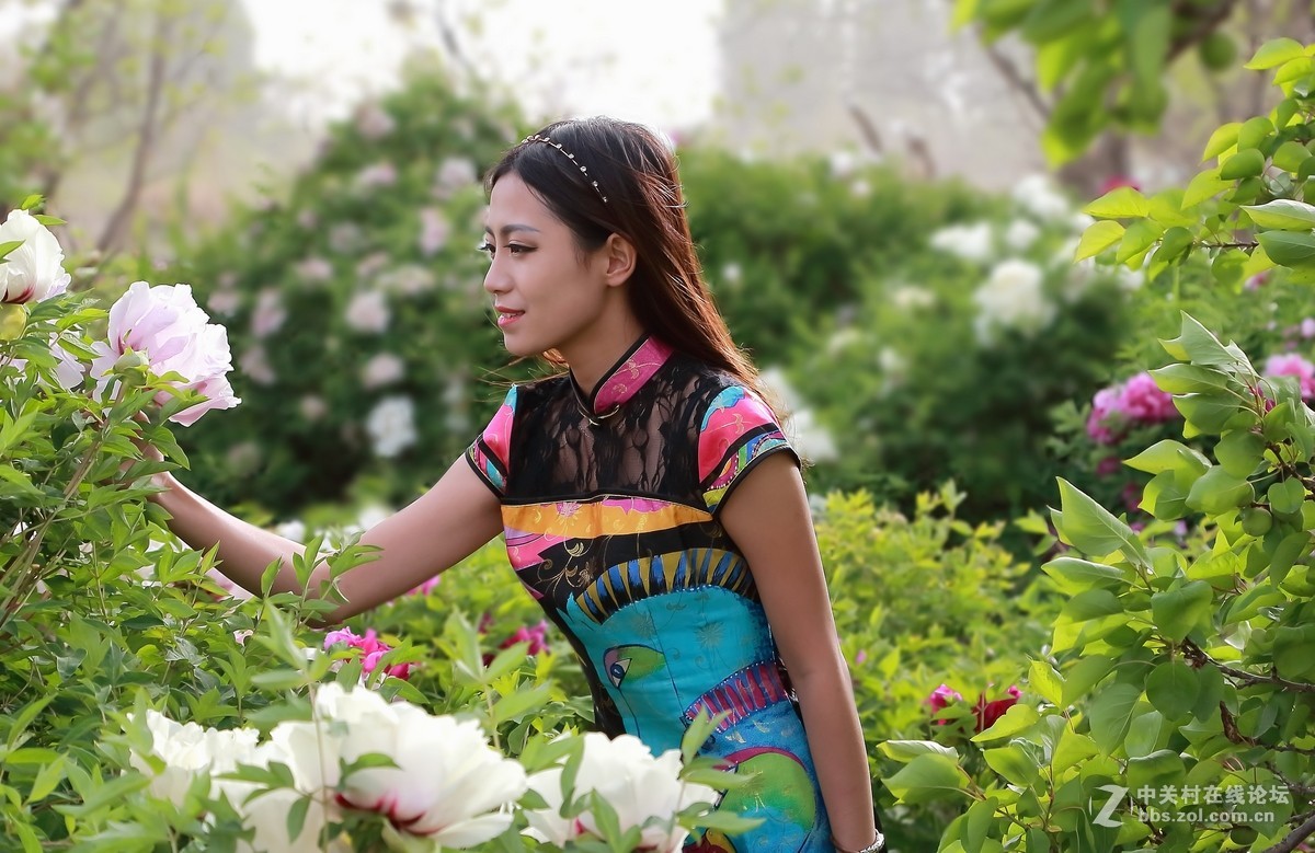 模特与牡丹（三）  祁连山歌