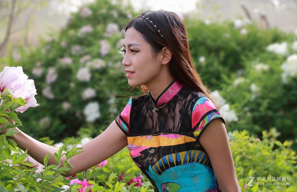 模特与牡丹（三）  祁连山歌