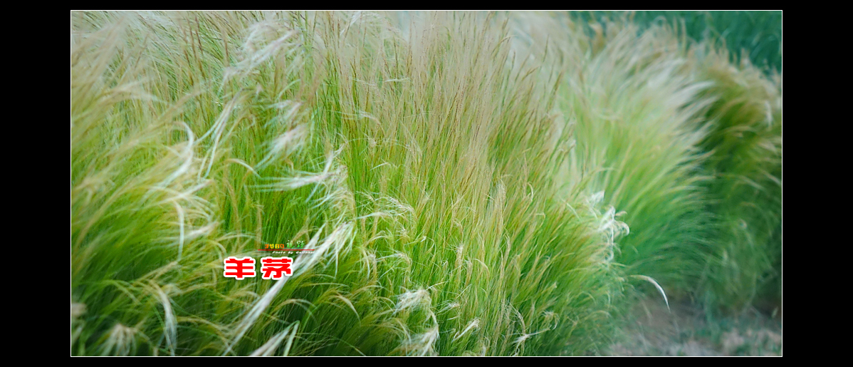 我的视野羊茅草