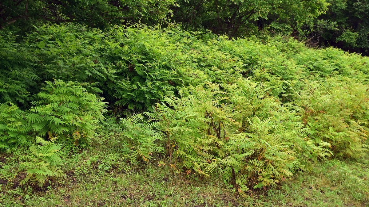 19.629雨中乐佛山