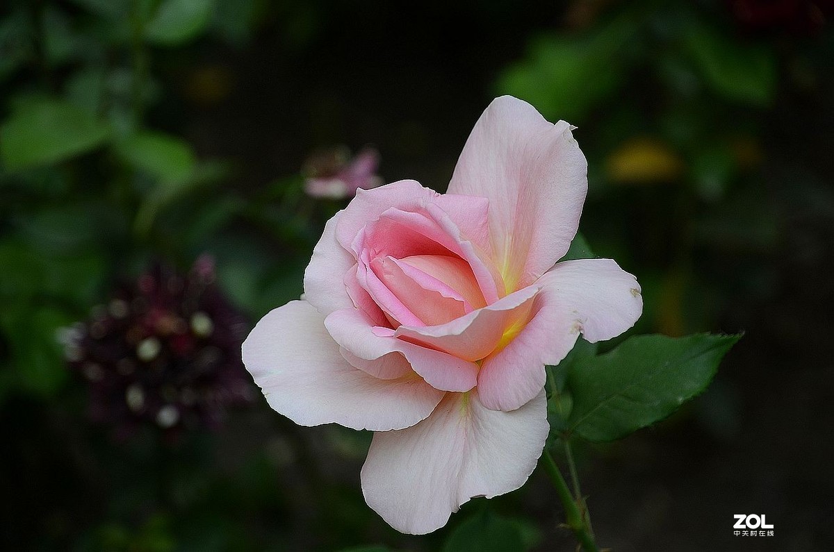 月季花