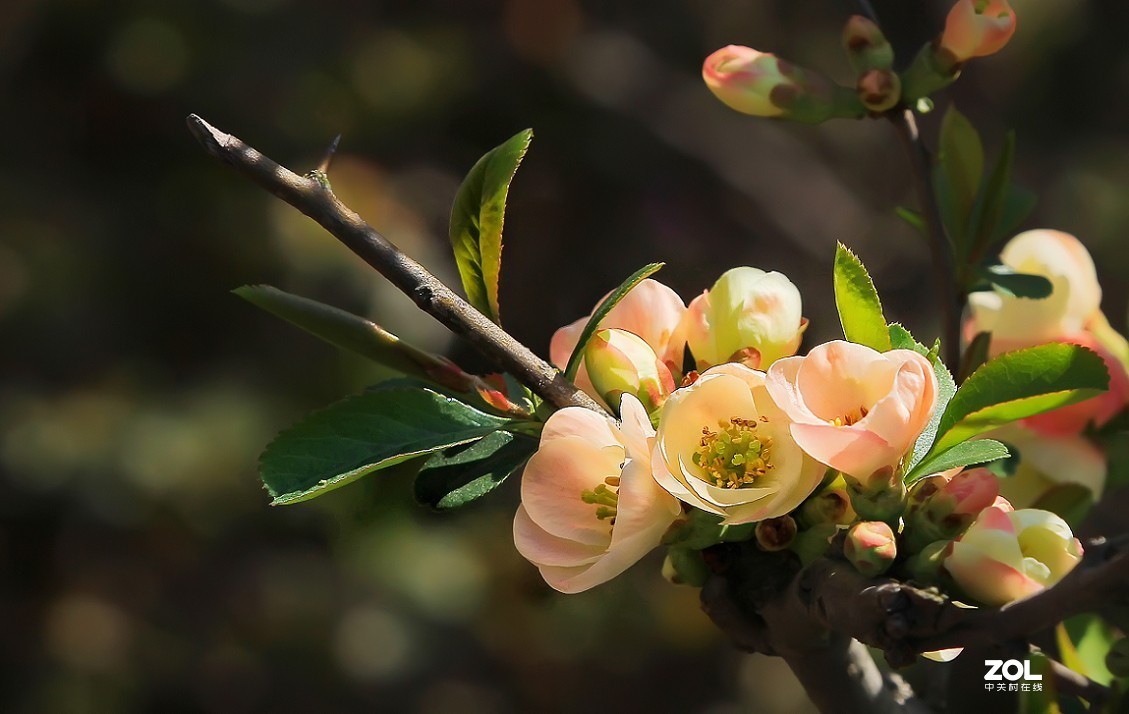 《花是静拍的但美女需要抓拍》哈哈哈！全是多余的话！反正题目不知怎么起了！