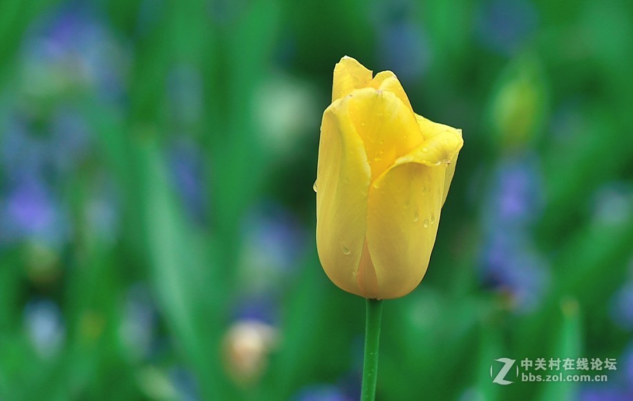 枝花：郁金香..-3