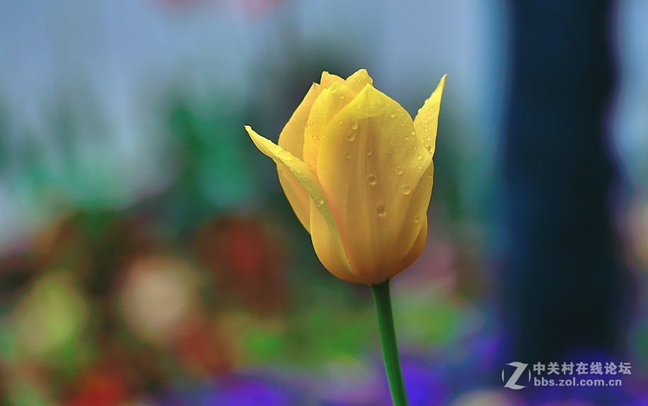 枝花：郁金香..-3