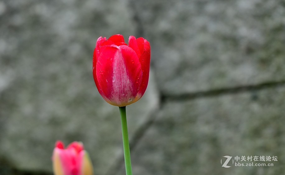 枝花：郁金香..-3