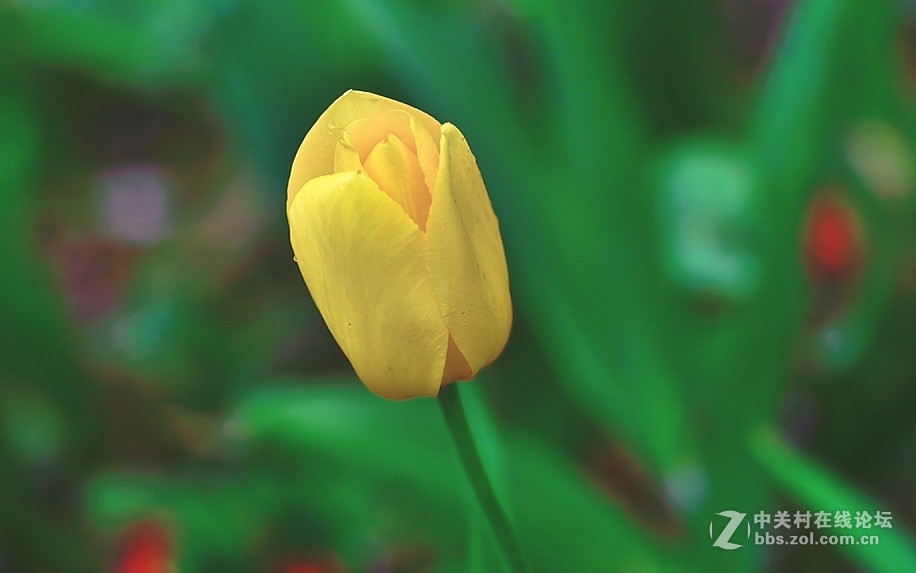 枝花：郁金香..-3