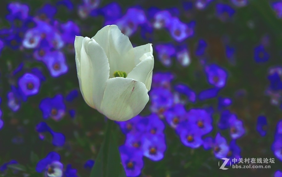 枝花：郁金香..-3