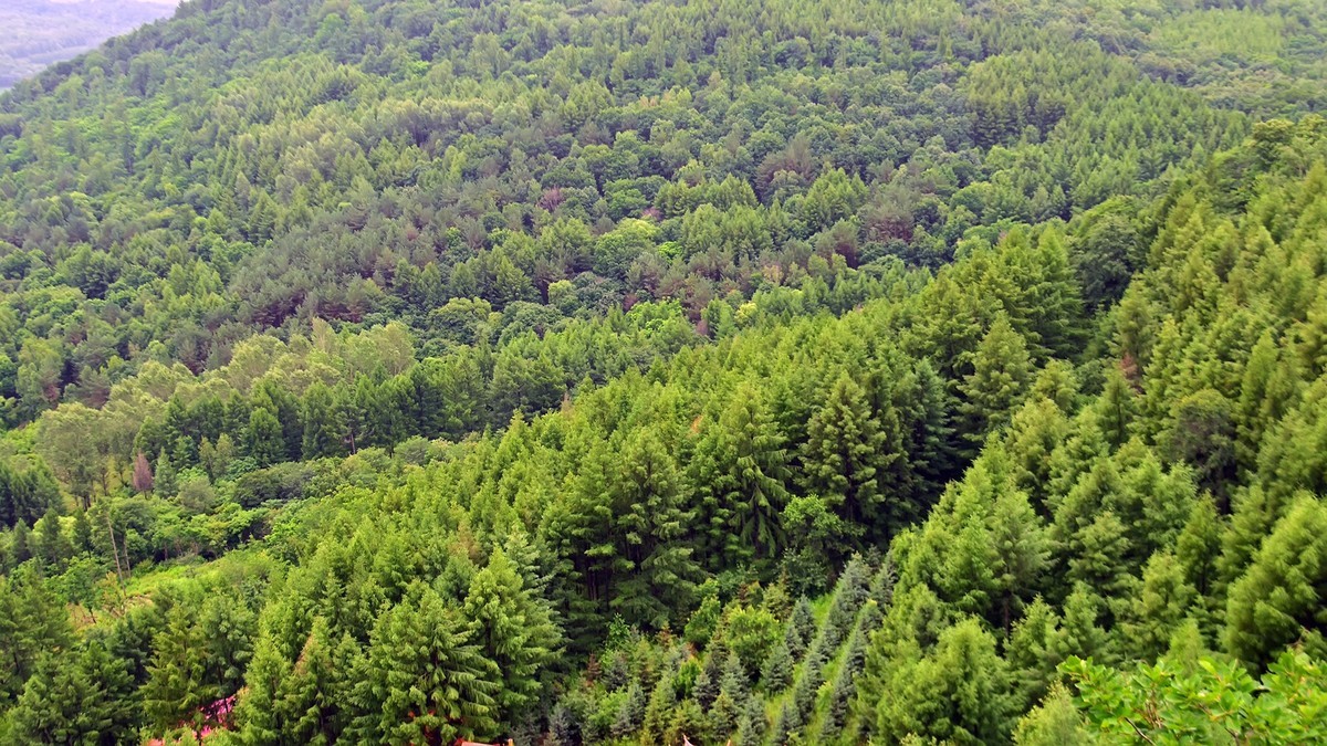 19.629雨中乐佛山