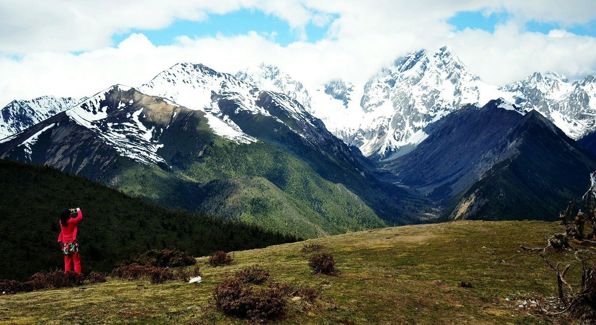 U型雪山一点红