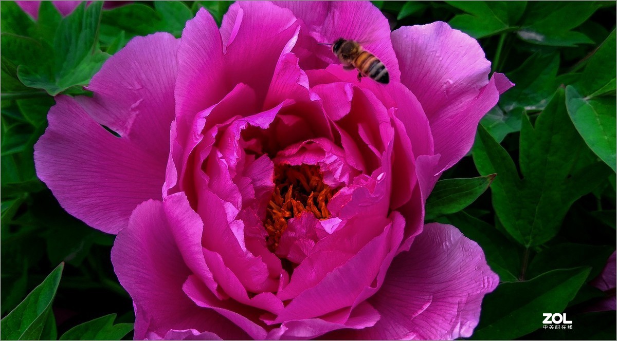 药牡丹价格