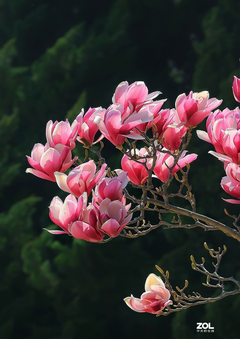 《花是静拍的但美女需要抓拍》哈哈哈！全是多余的话！反正题目不知怎么起了！