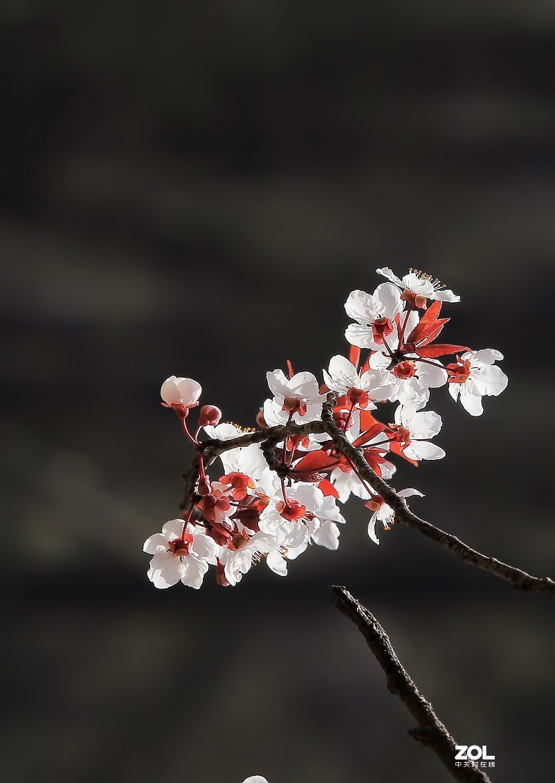 《花是静拍的但美女需要抓拍》哈哈哈！全是多余的话！反正题目不知怎么起了！