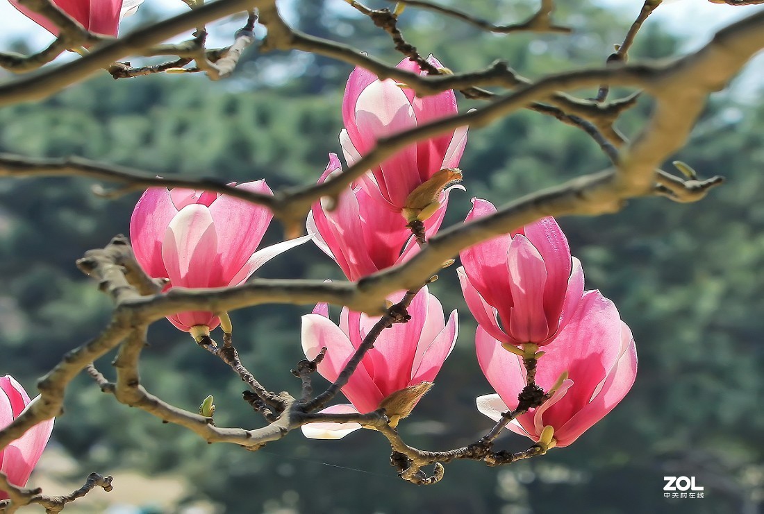 《花是静拍的但美女需要抓拍》哈哈哈！全是多余的话！反正题目不知怎么起了！