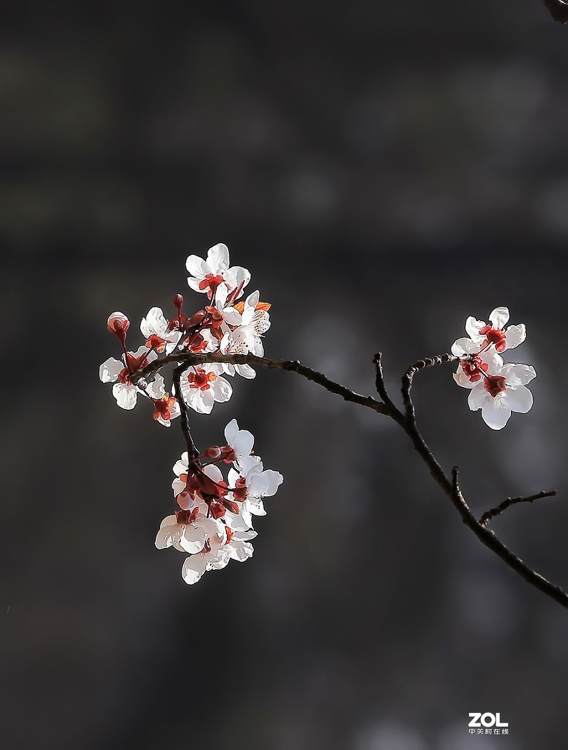 《花是静拍的但美女需要抓拍》哈哈哈！全是多余的话！反正题目不知怎么起了！