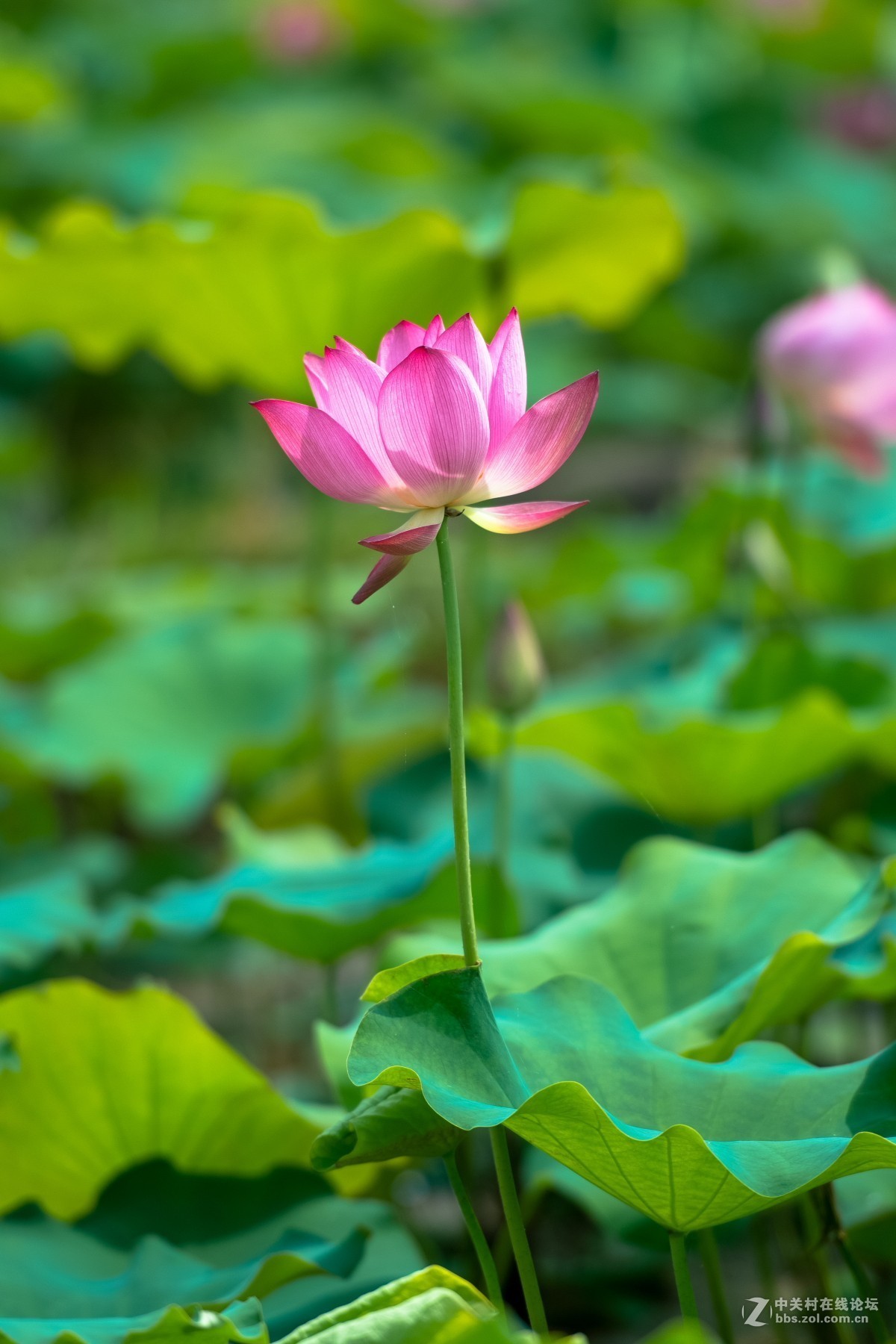 夏天拍的荷花-中关村在线摄影论坛