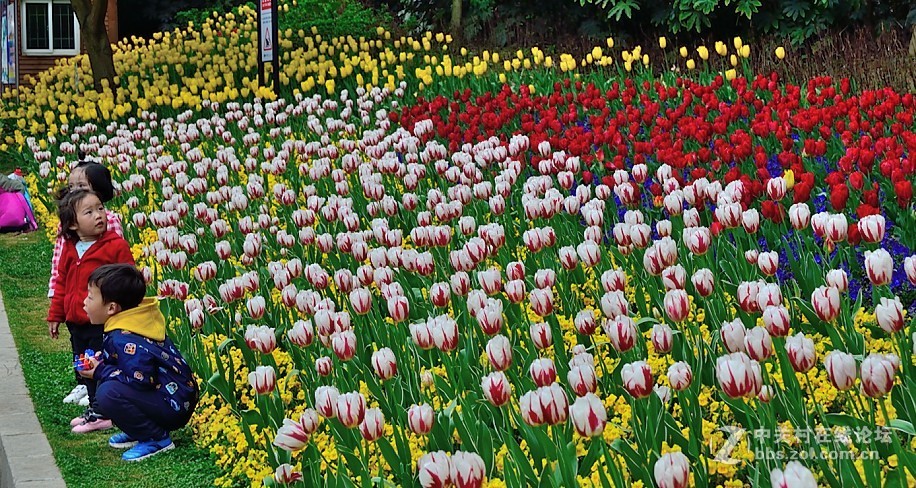 枝花：郁金香..-3