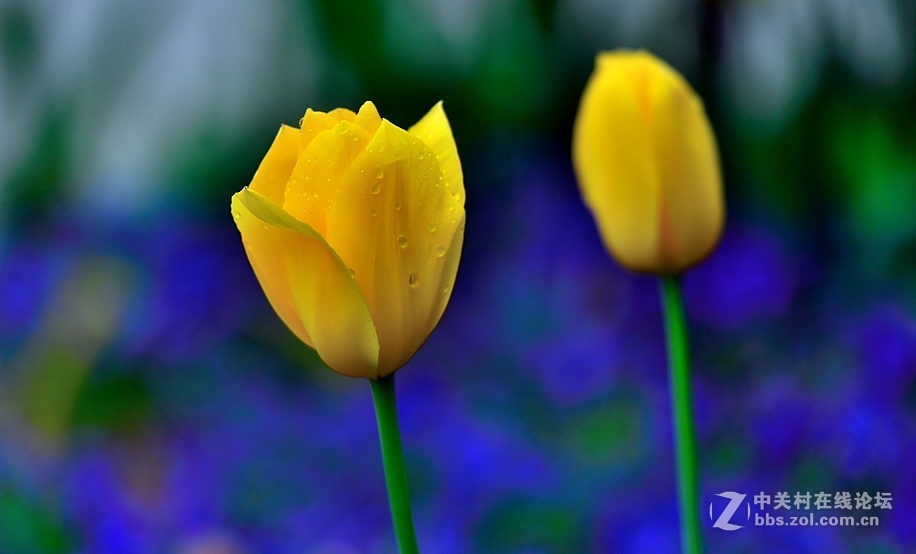 枝花：郁金香..-3