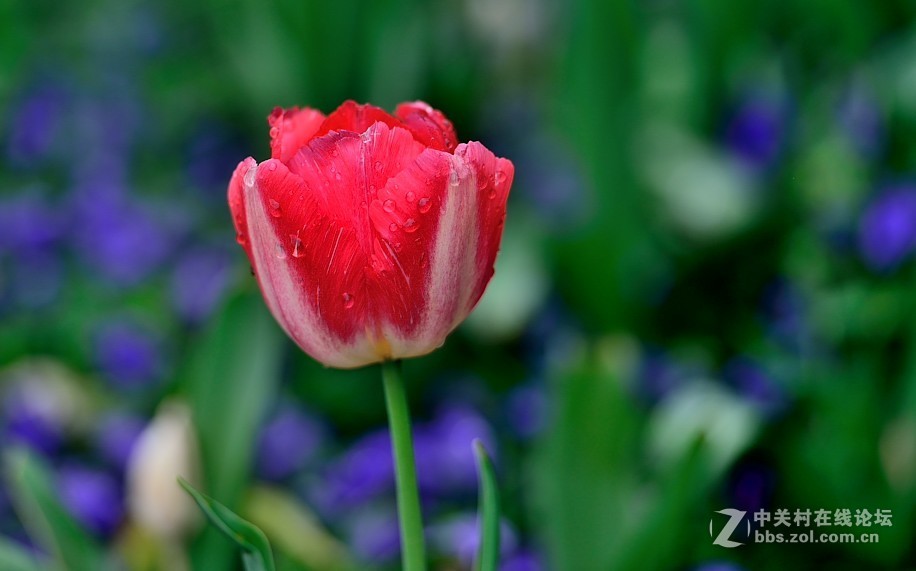 枝花：郁金香..-3