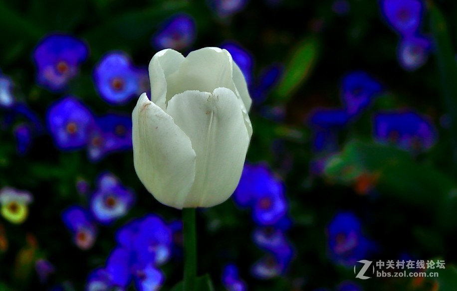 枝花：郁金香..-3