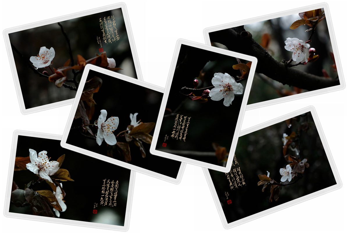 【沐春李花——贺清风光影I师友履新！！！】