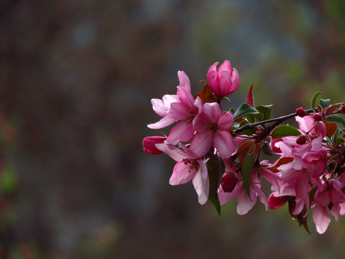 玫红色的海棠花