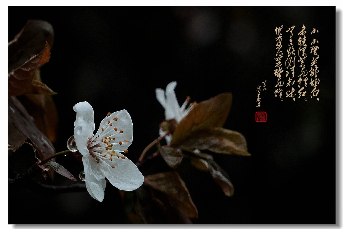 【沐春李花——贺清风光影I师友履新！！！】