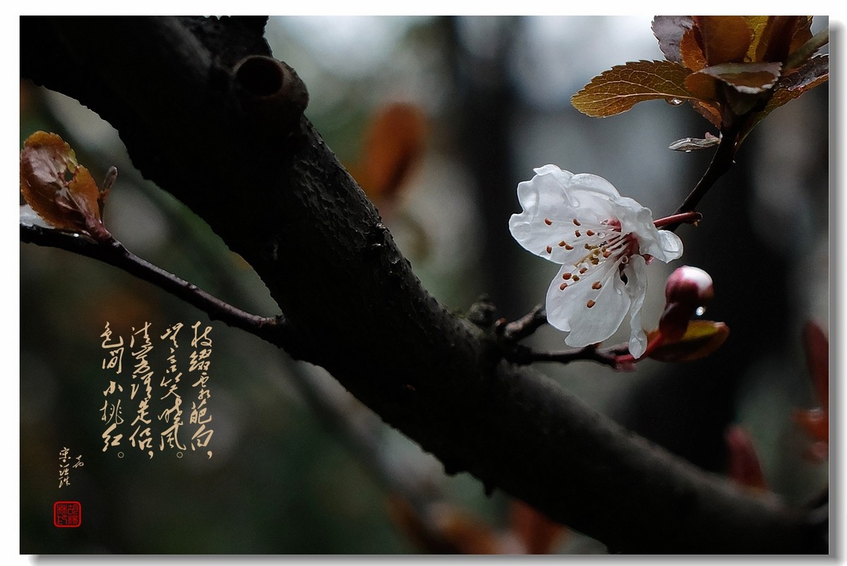 【沐春李花——贺清风光影I师友履新！！！】