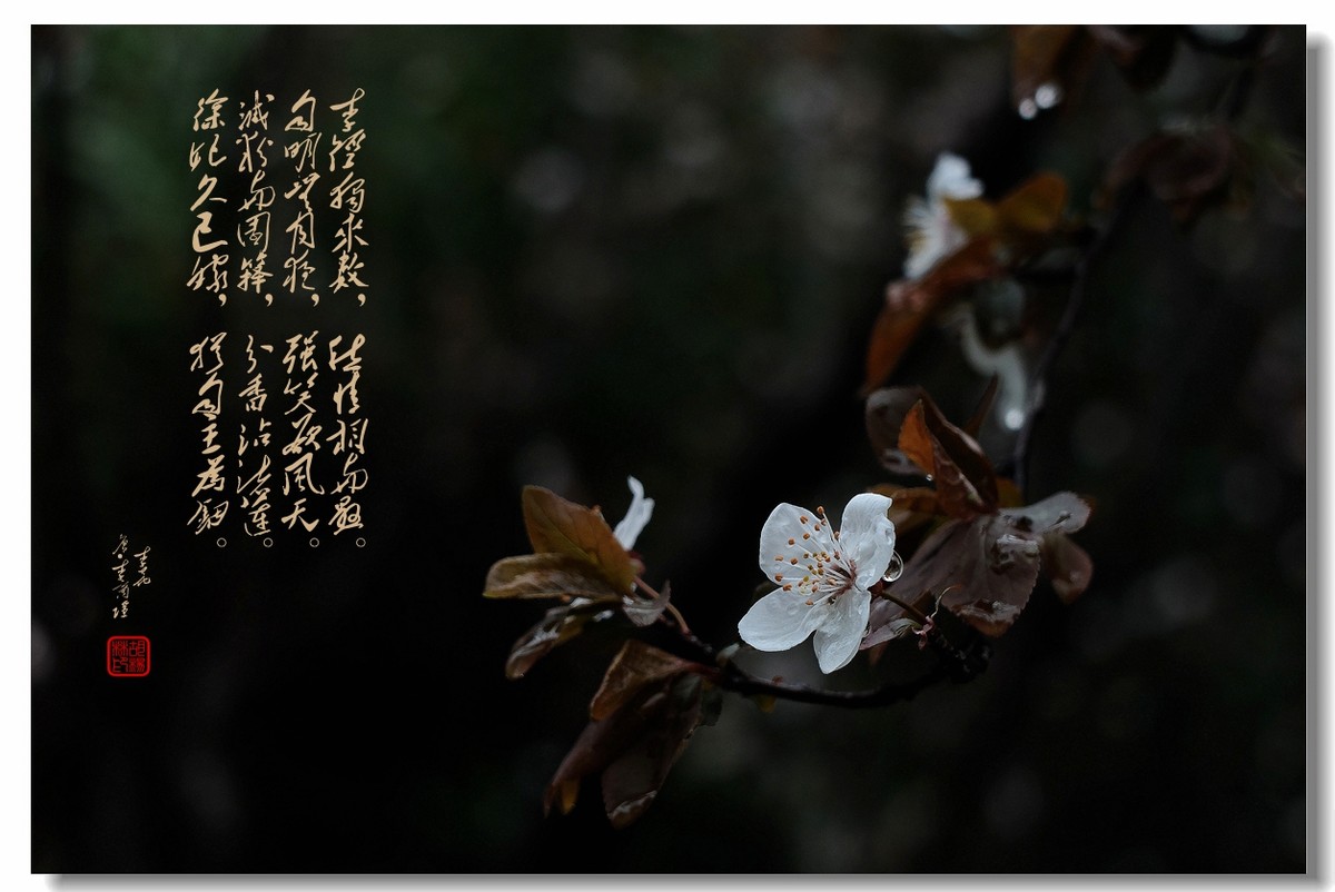 【沐春李花——贺清风光影I师友履新！！！】