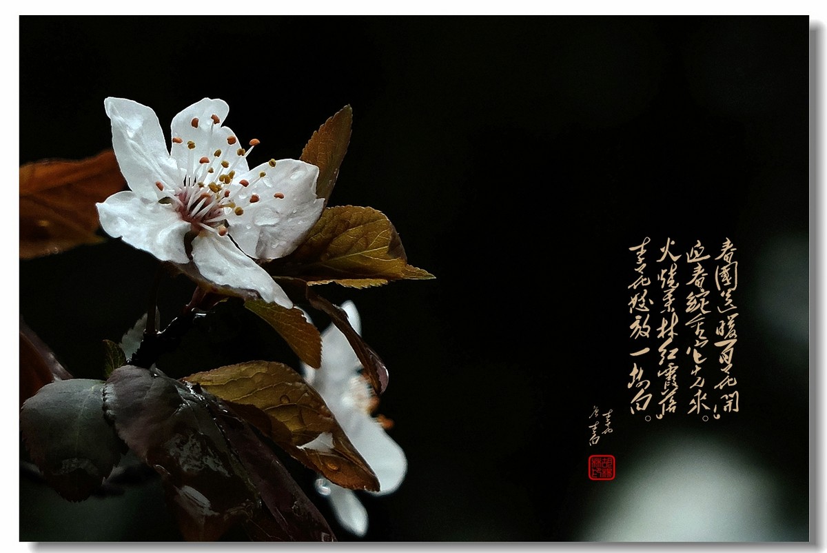 【沐春李花——贺清风光影I师友履新！！！】