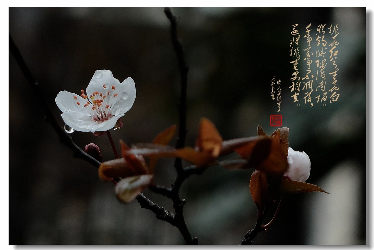 【沐春李花——贺清风光影I师友履新！！！】