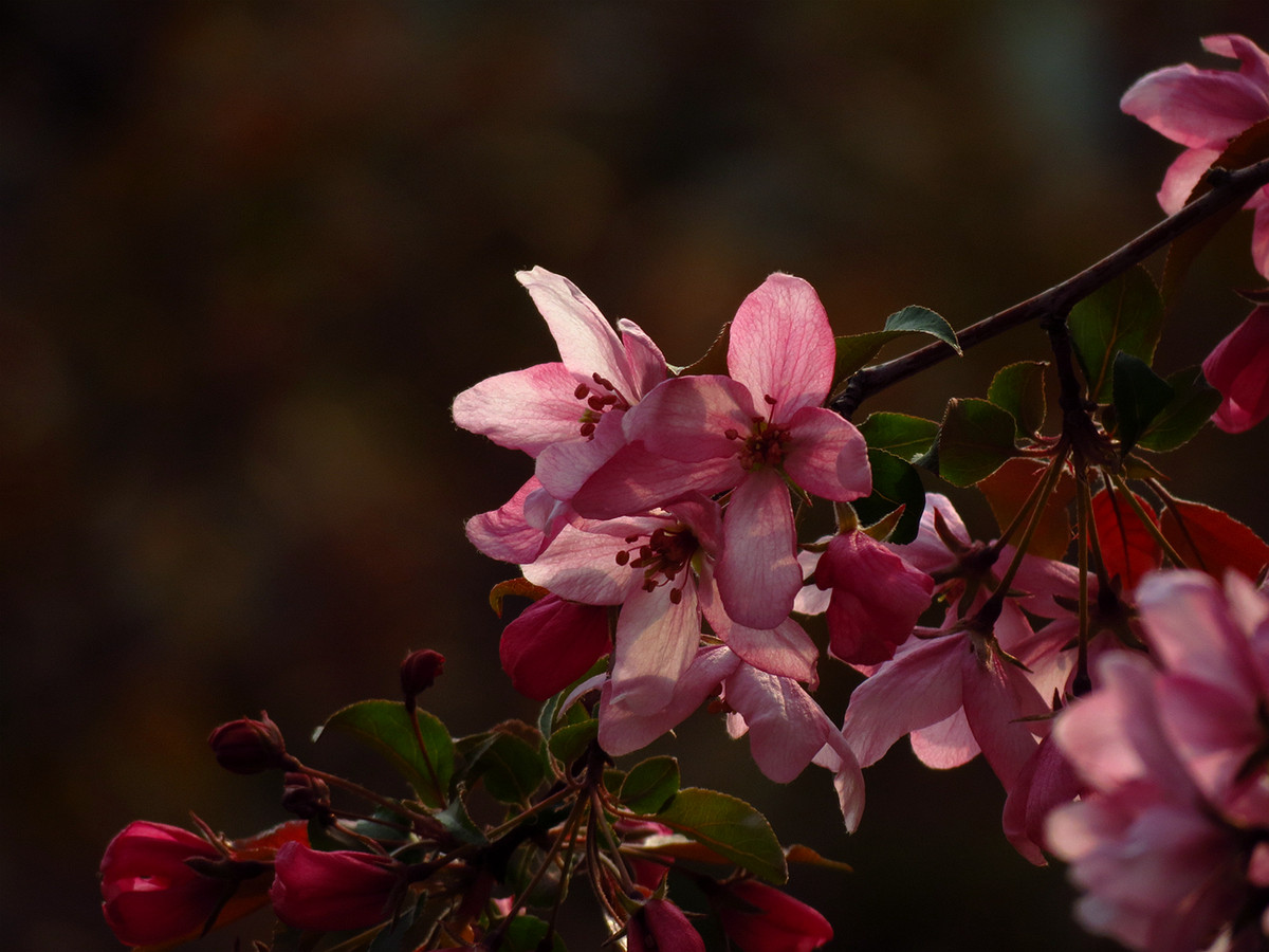 玫红色的海棠花