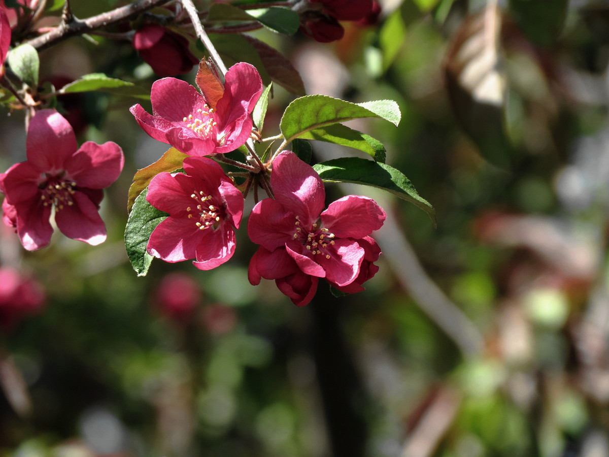 玫红色的海棠花