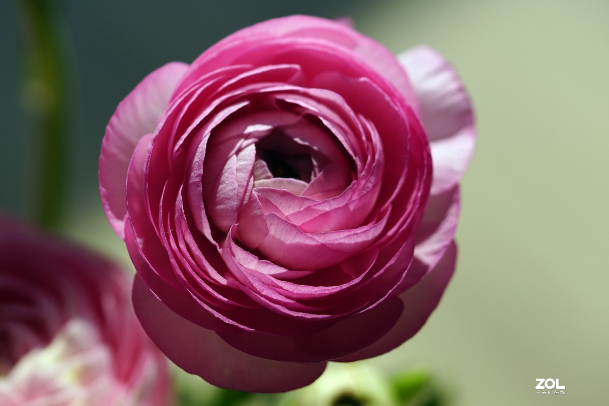 又拍洋牡丹(一)