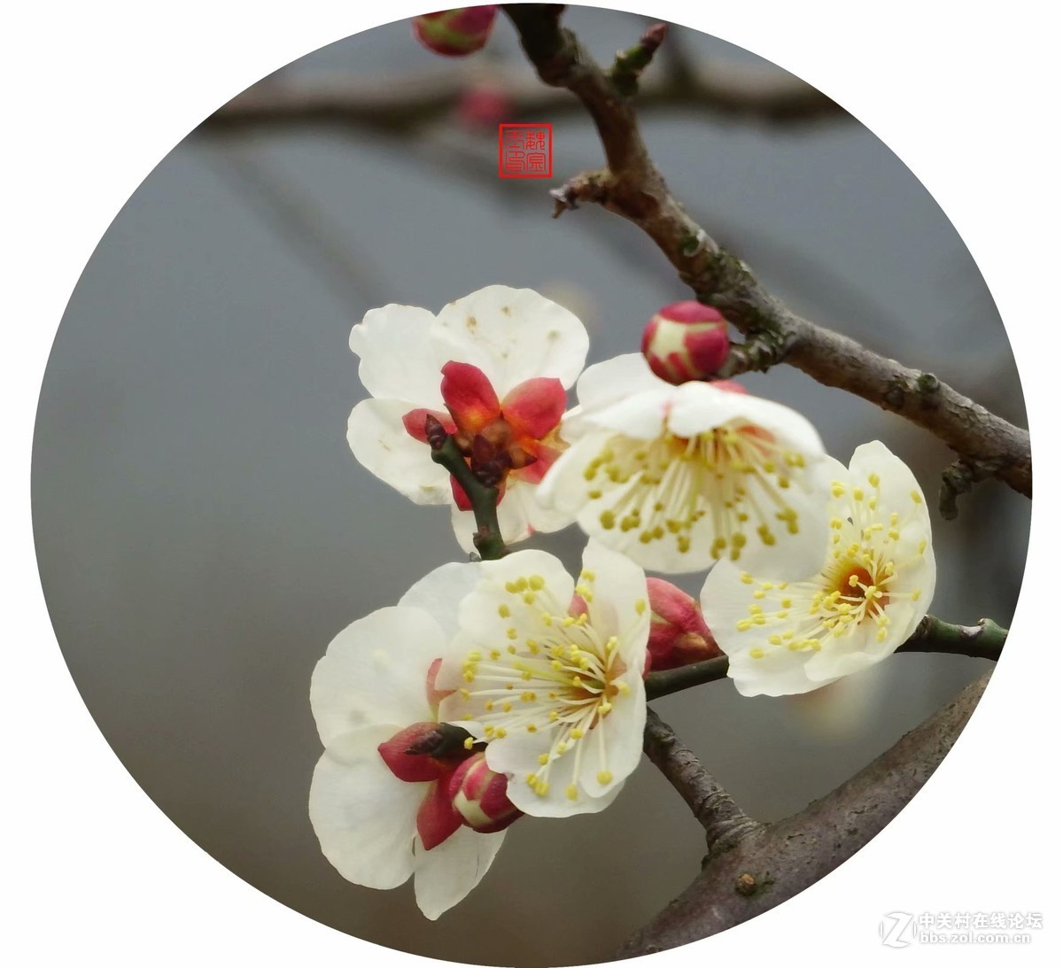 踏雪寻梅-中关村在线摄影论坛