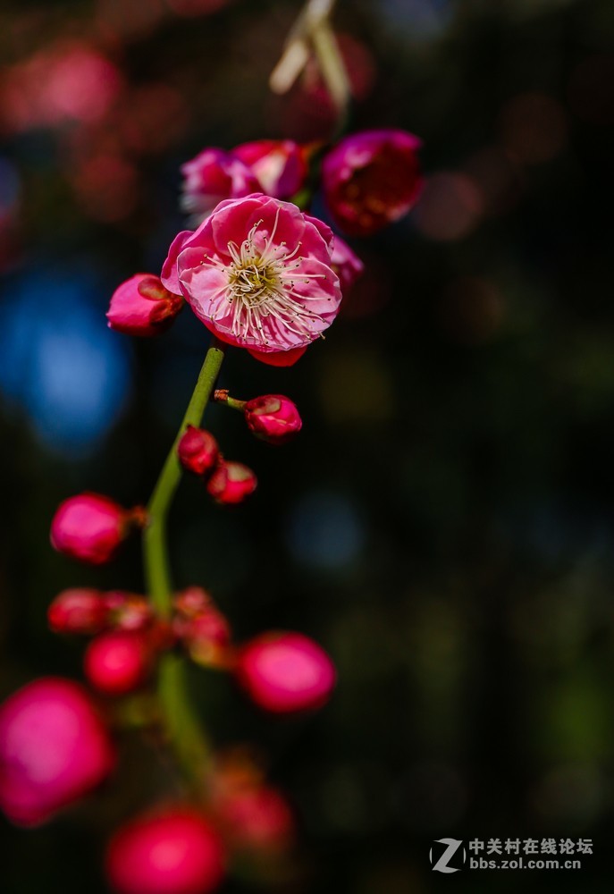 小区中梅花也开了