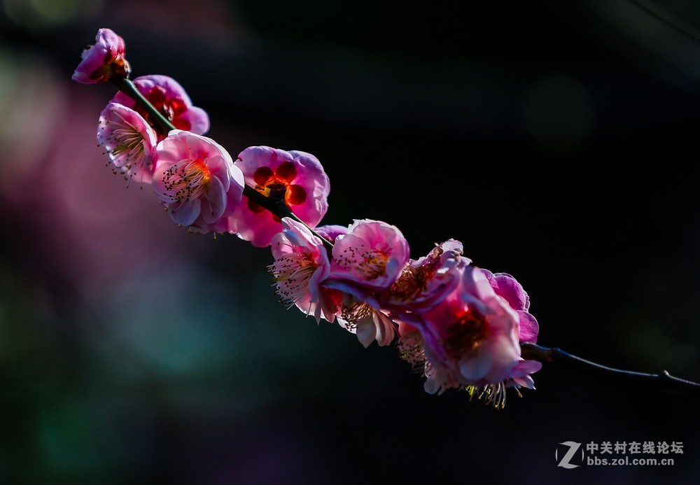 小区中梅花也开了