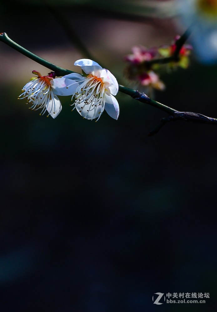 小区中梅花也开了