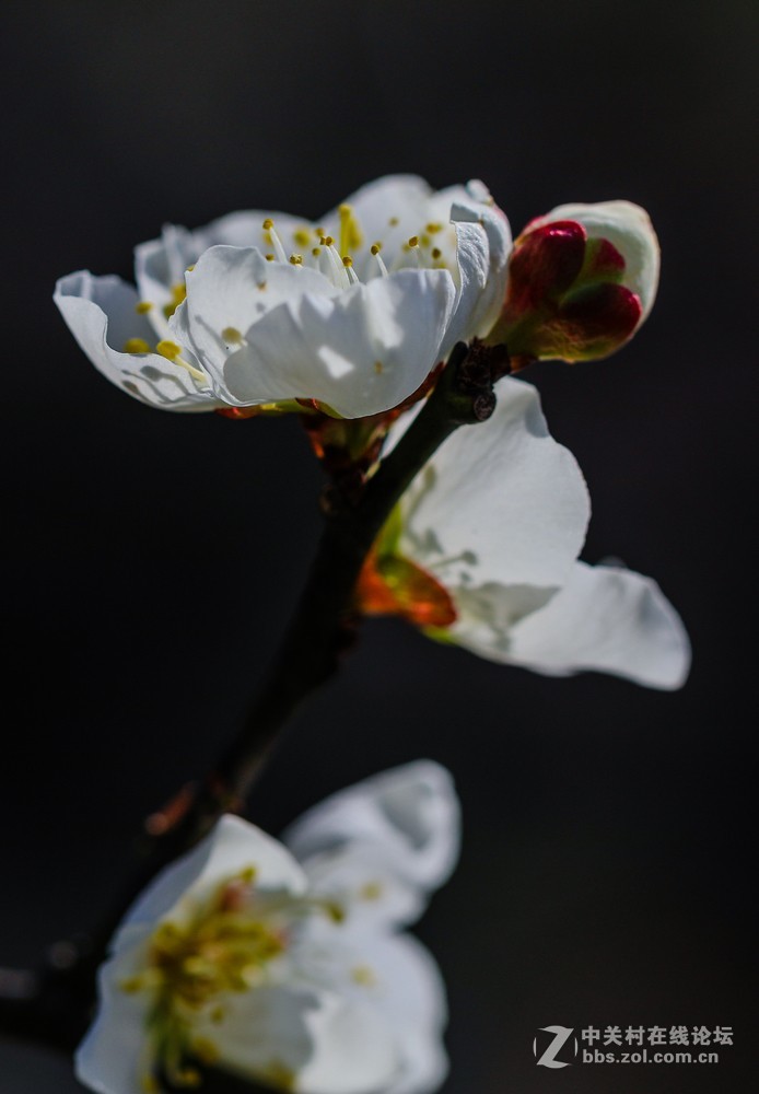 小区中梅花也开了