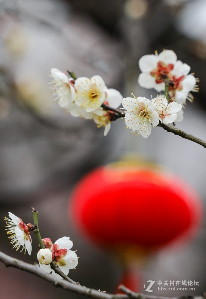 小区中梅花也开了