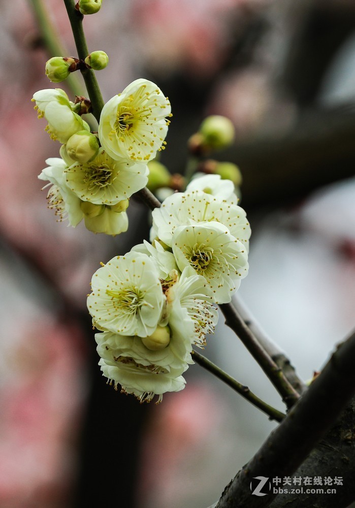 小区中梅花也开了