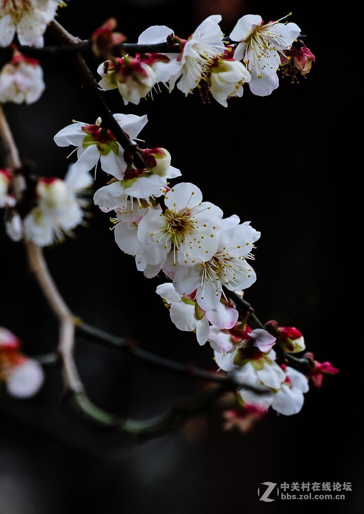 小区中梅花也开了