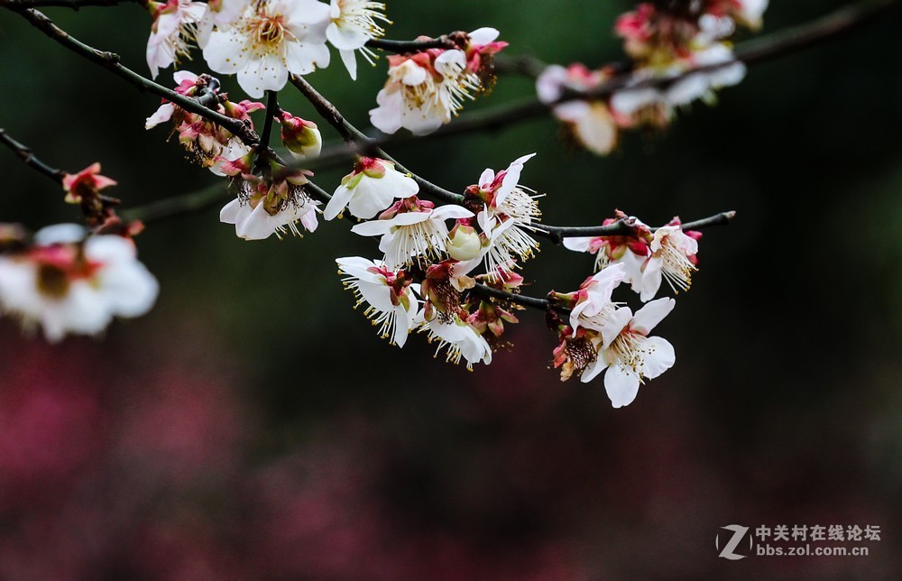 小区中梅花也开了