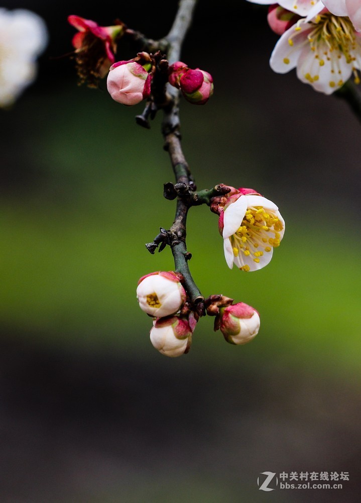 小区中梅花也开了