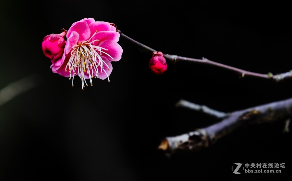 小区中梅花也开了