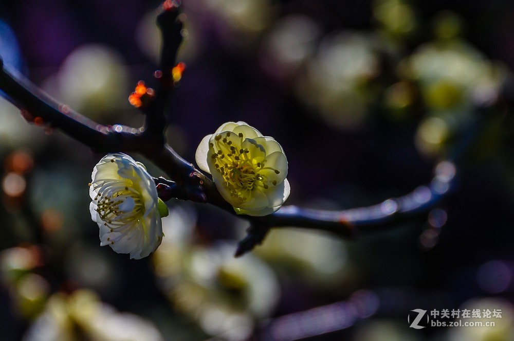 小区中梅花也开了