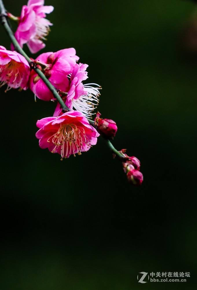 小区中梅花也开了