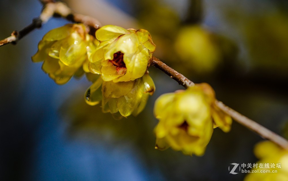 小区中梅花也开了